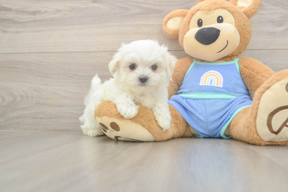 Petite Maltese Purebred Puppy