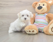 8 week old Maltese Puppy For Sale - Premier Pups