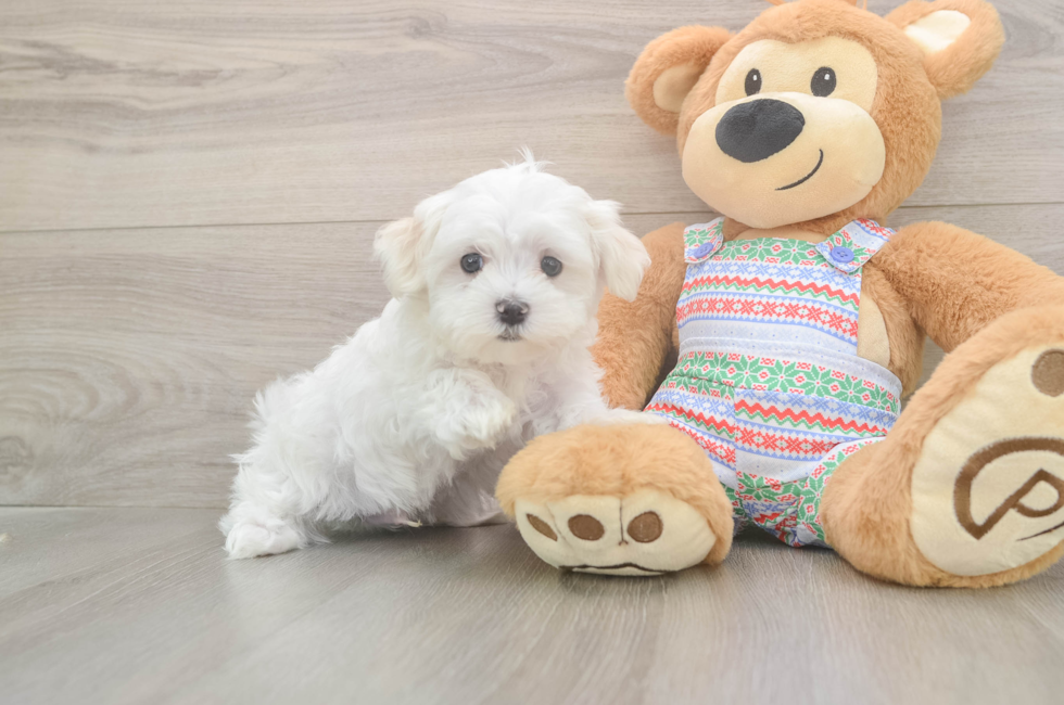 8 week old Maltese Puppy For Sale - Premier Pups