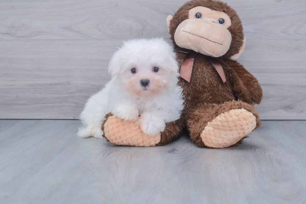 Maltese Pup Being Cute