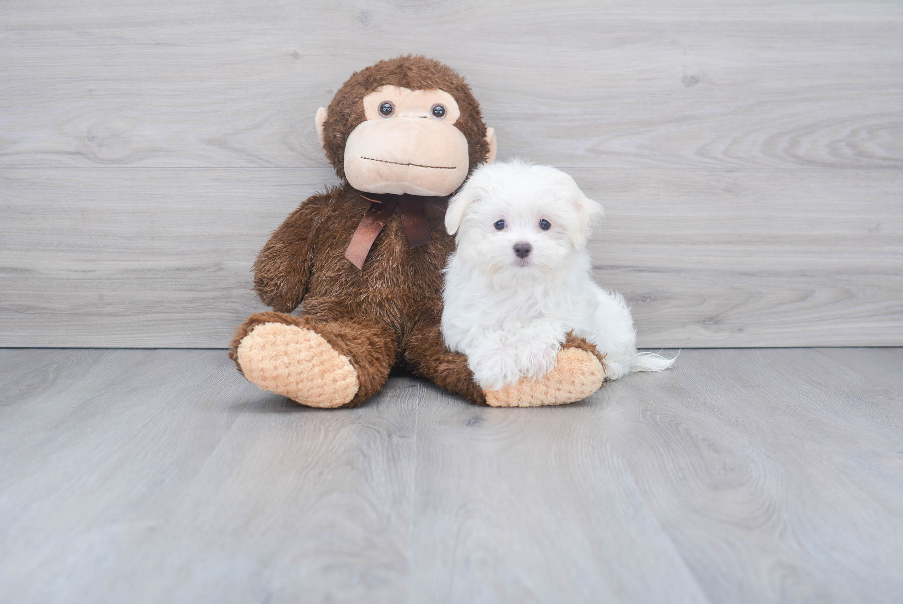 Small Maltese Purebred Pup