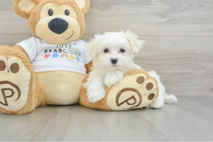 Maltese Pup Being Cute