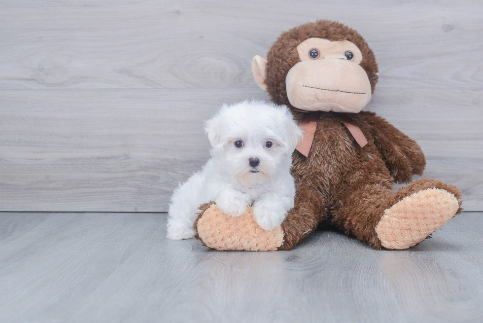 Maltese Pup Being Cute