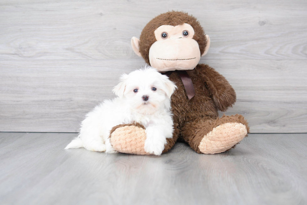 Cute Maltese Purebred Puppy