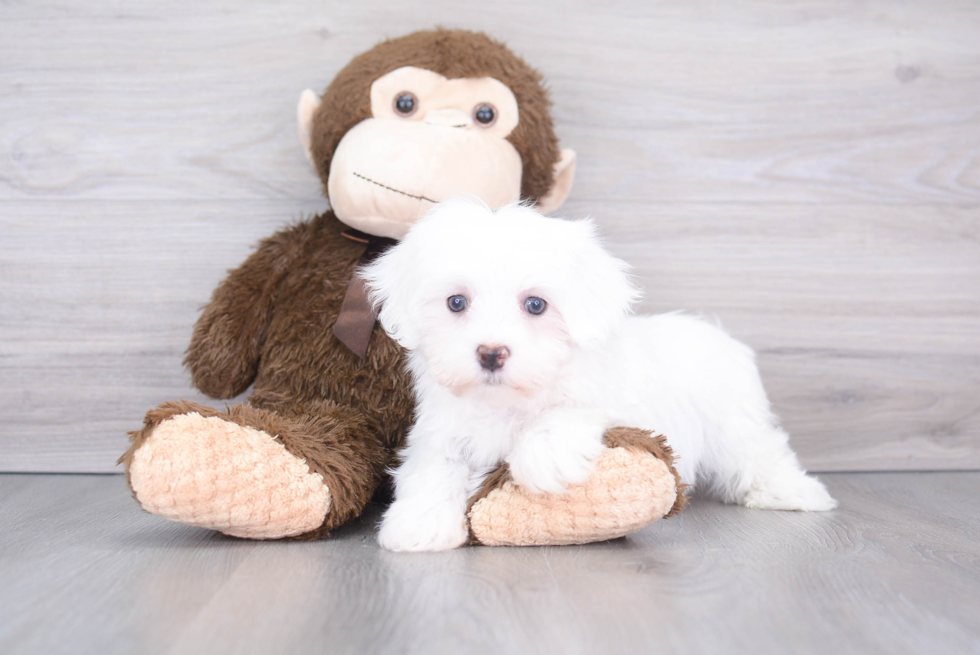 Maltese Puppy for Adoption