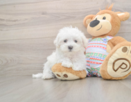 8 week old Maltese Puppy For Sale - Premier Pups