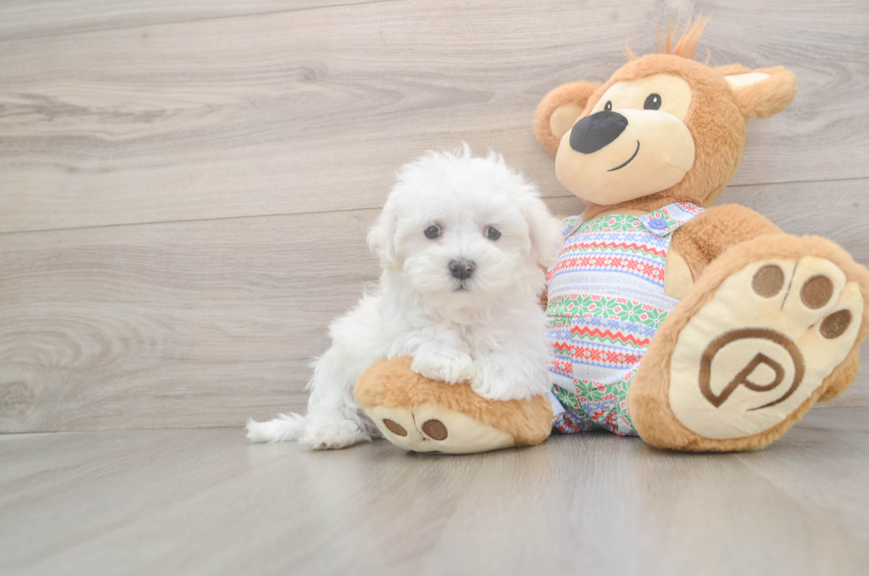 8 week old Maltese Puppy For Sale - Premier Pups