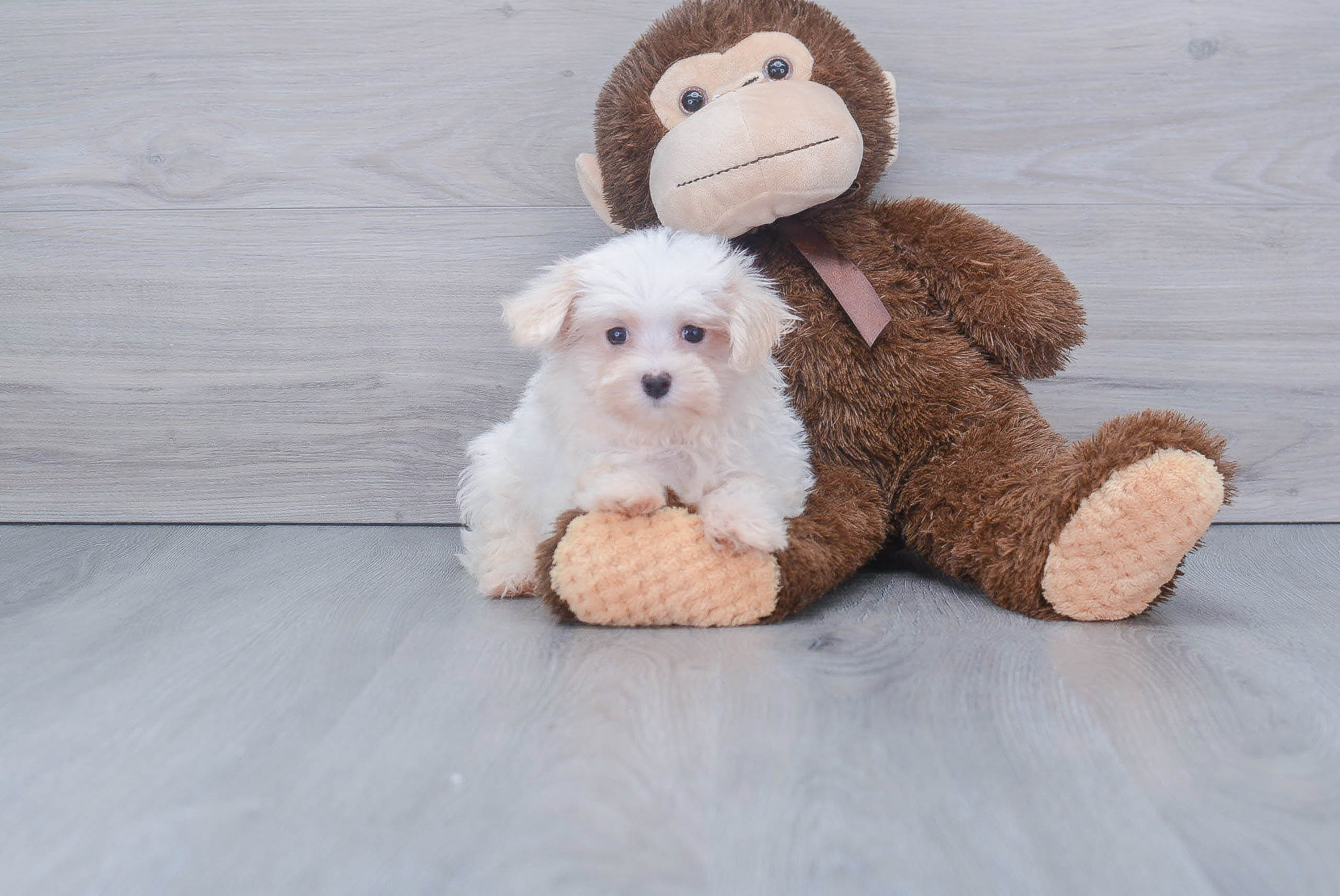 Maltese Pup Being Cute