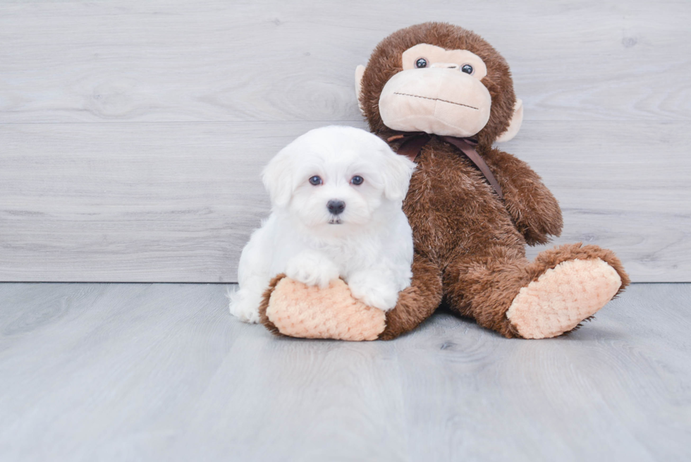 Fluffy Maltese Purebred Puppy