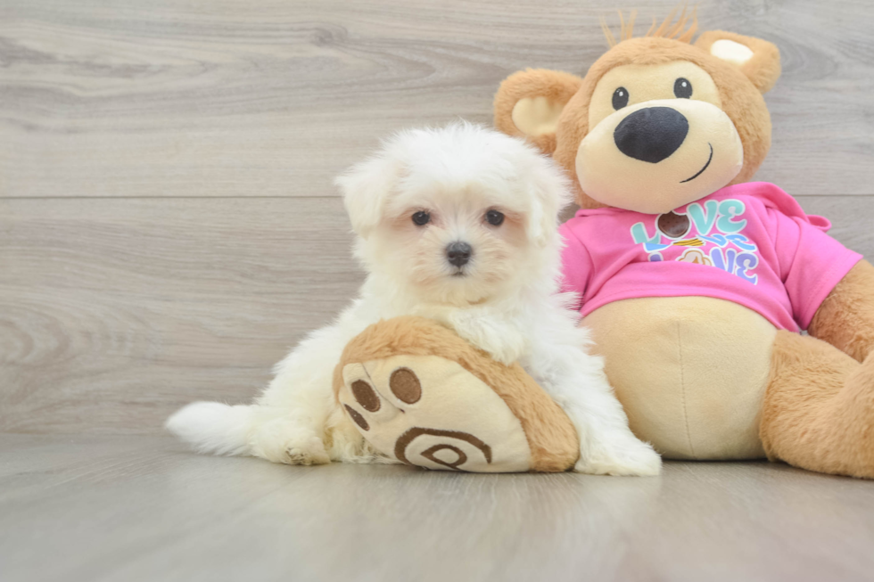 Energetic Maltese Purebred Puppy