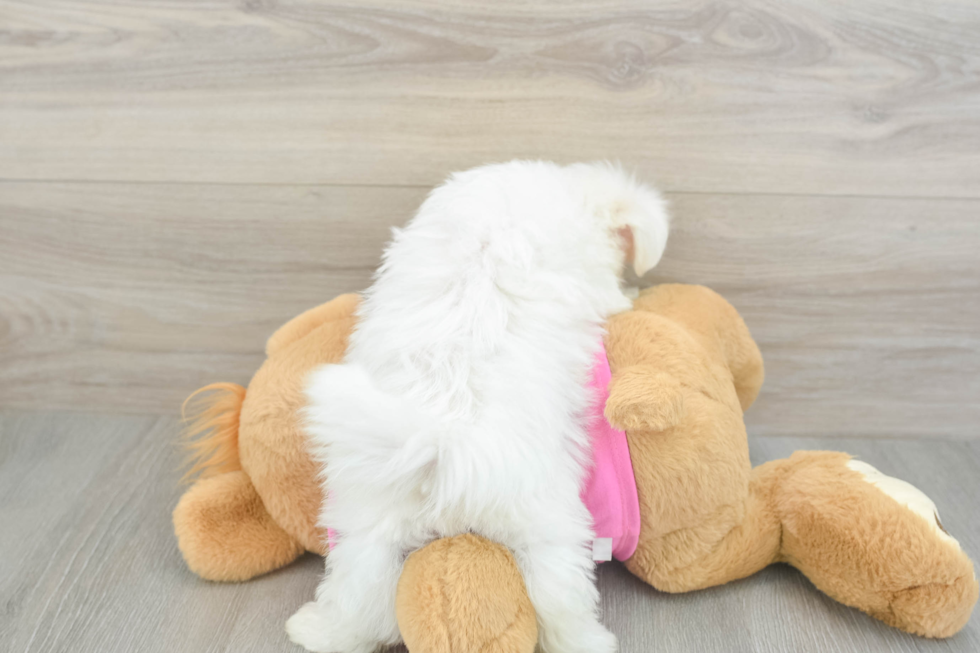 Maltese Puppy for Adoption