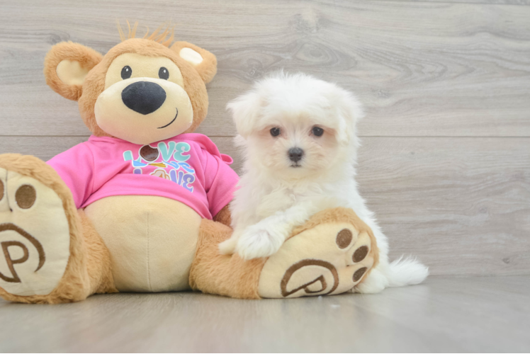 Cute Maltese Purebred Puppy
