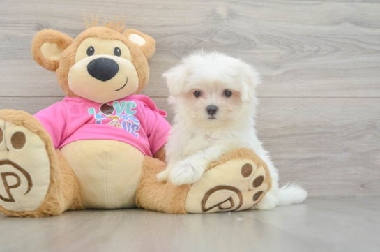 Cute Maltese Purebred Puppy