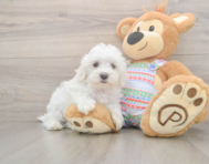 8 week old Maltese Puppy For Sale - Premier Pups