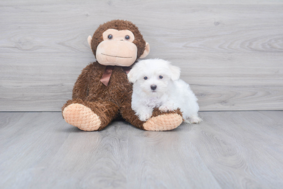 Small Maltese Baby