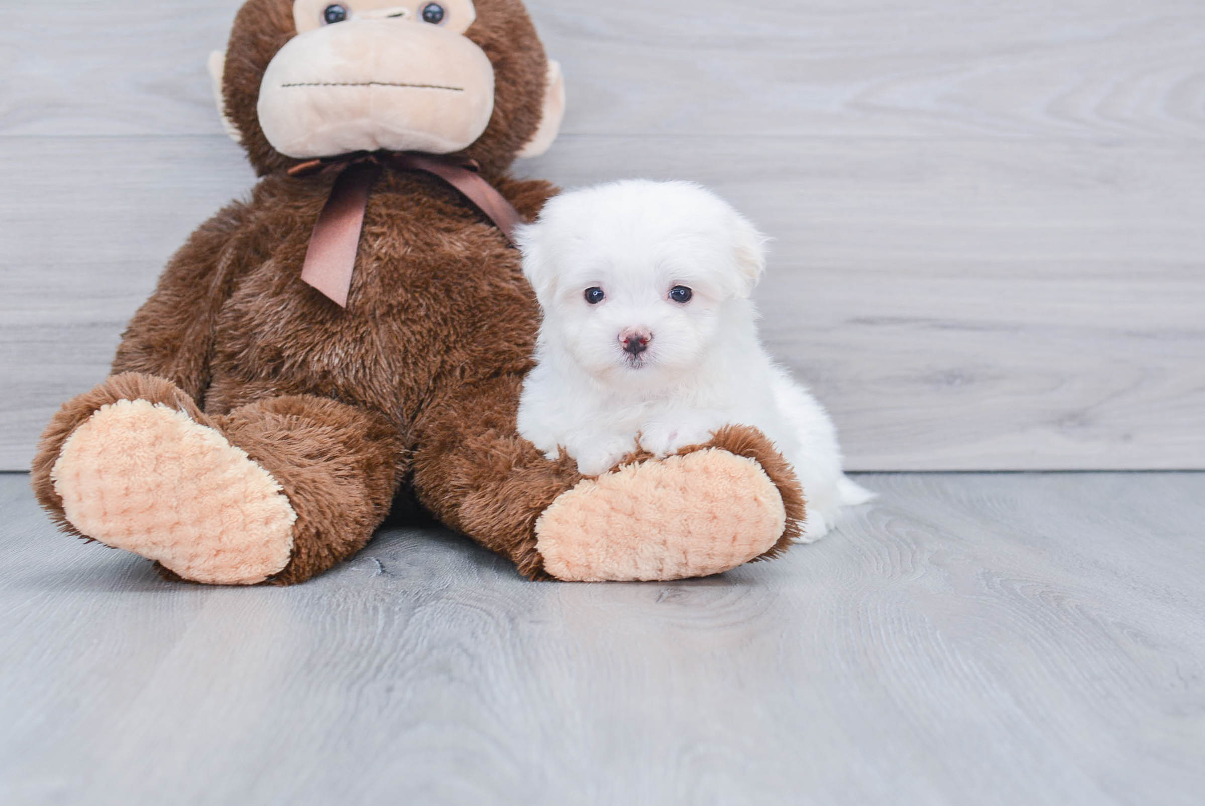Best Maltese Baby