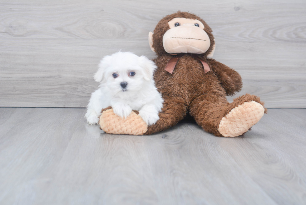 Maltese Pup Being Cute