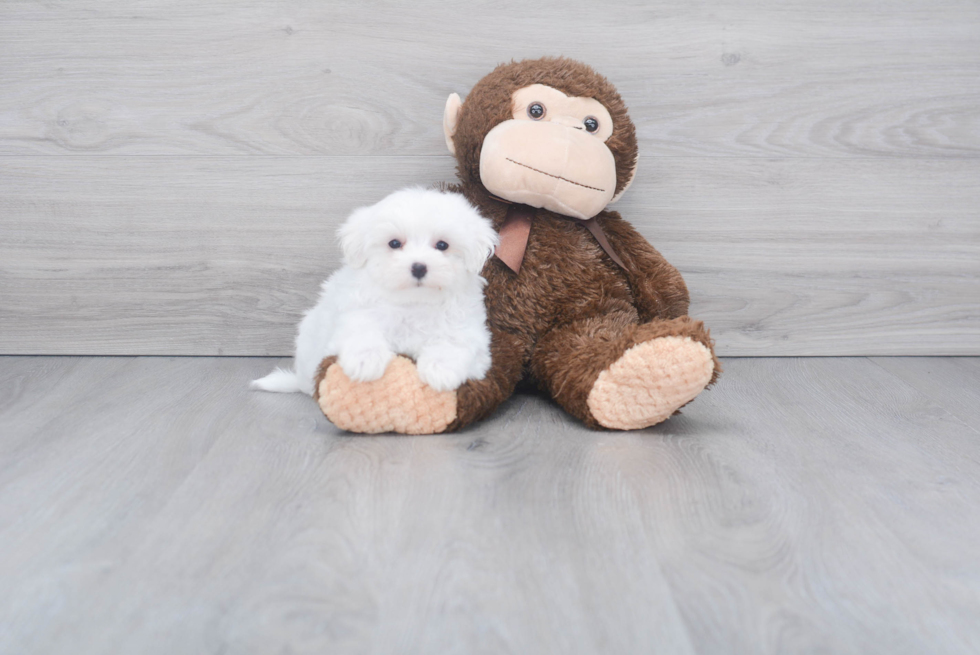 Hypoallergenic Maltese Purebred Pup