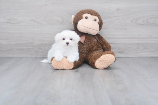 Hypoallergenic Maltese Purebred Pup