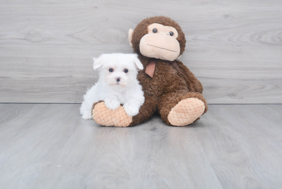 Maltese Puppy for Adoption