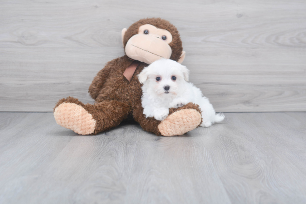 Energetic Maltese Purebred Puppy