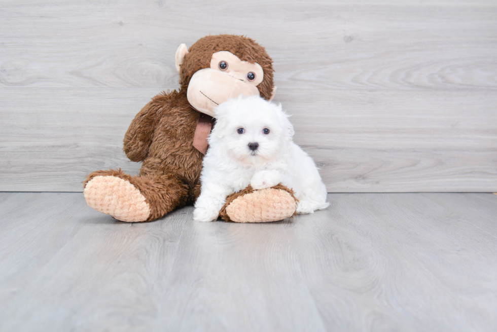 Maltese Puppy for Adoption