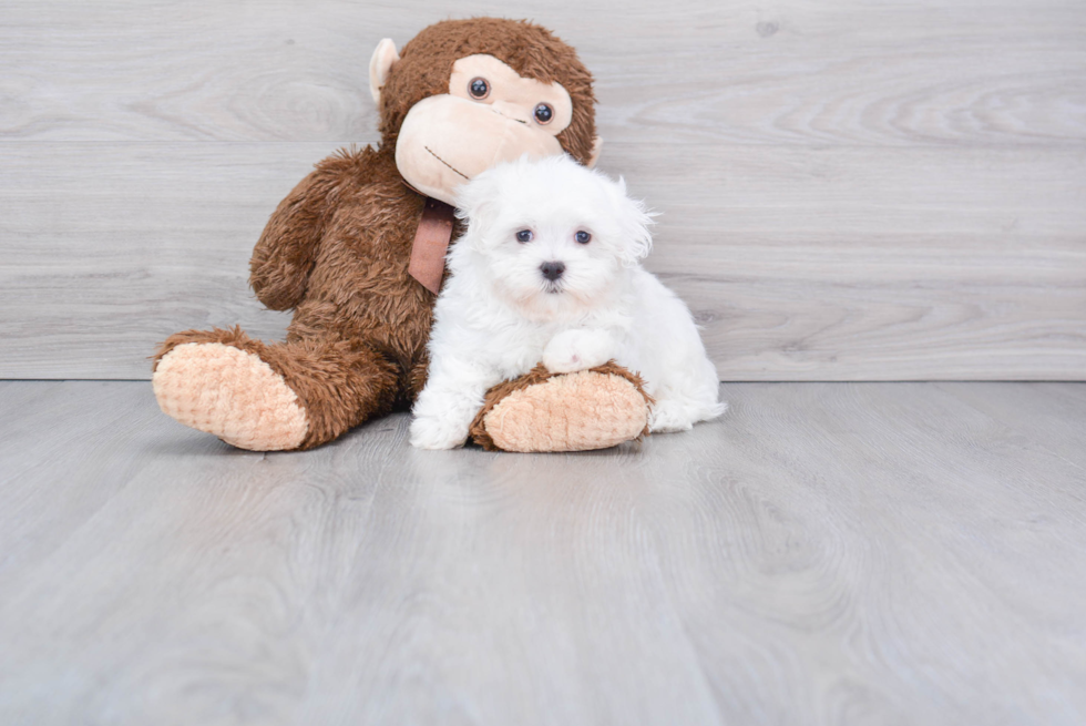 Friendly Maltese Purebred Pup