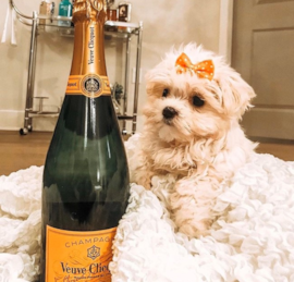 Maltese Puppies For Sale - Premier Pups