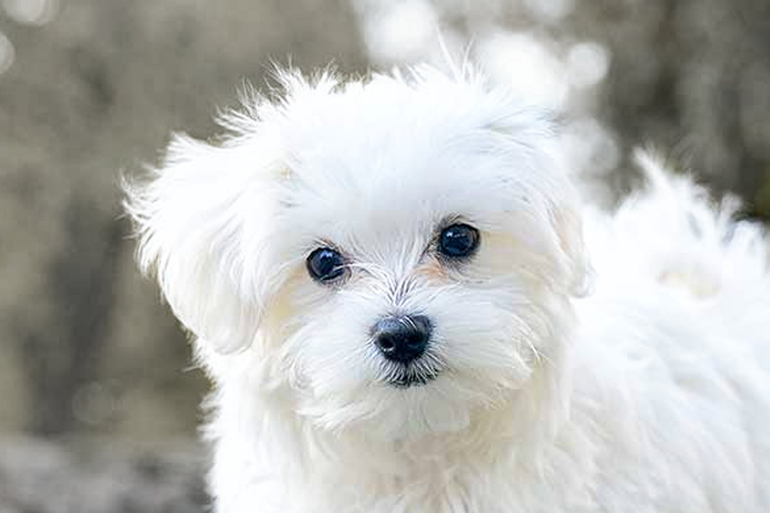Maltese Puppies For Sale - Premier Pups