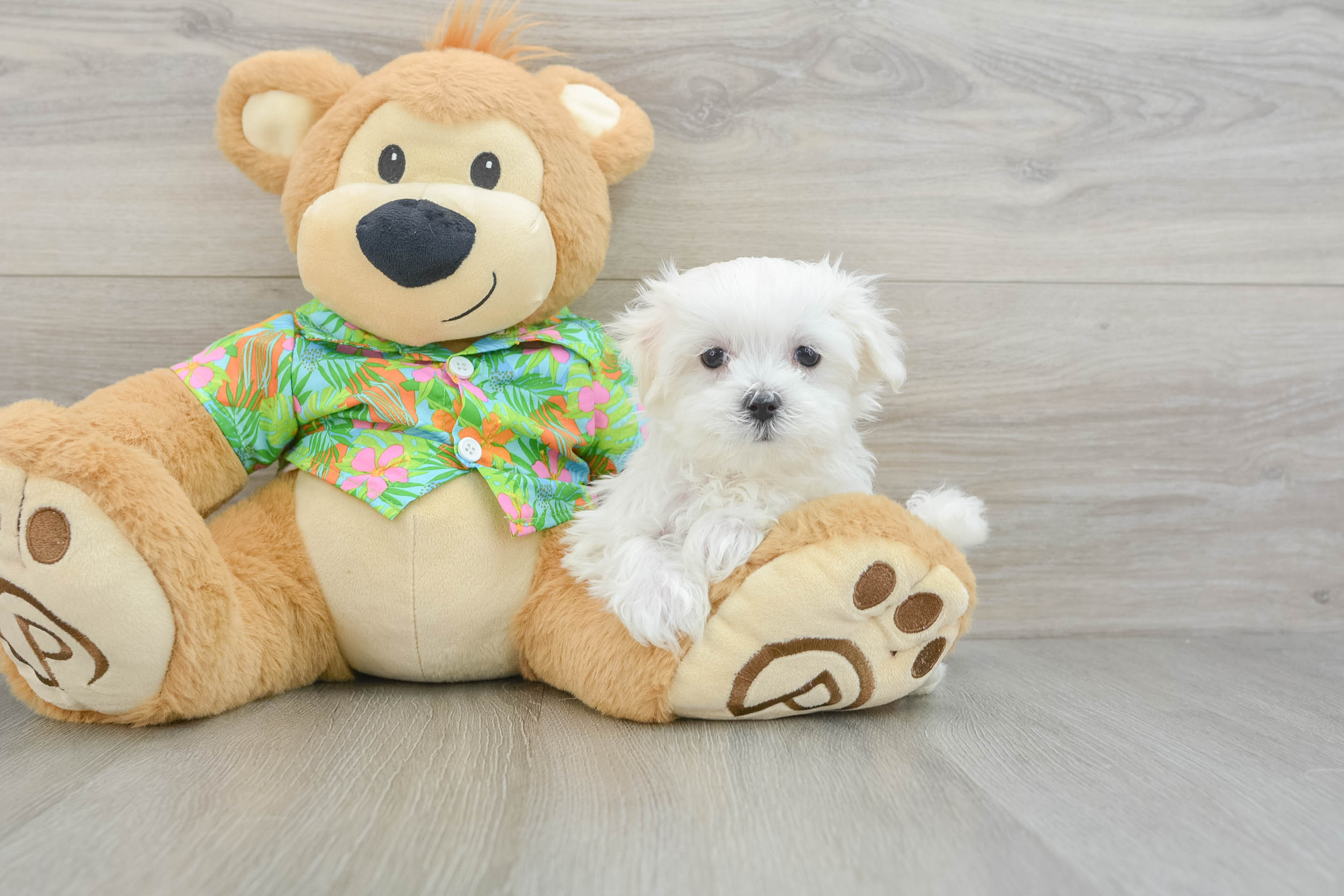 Best Maltese Baby