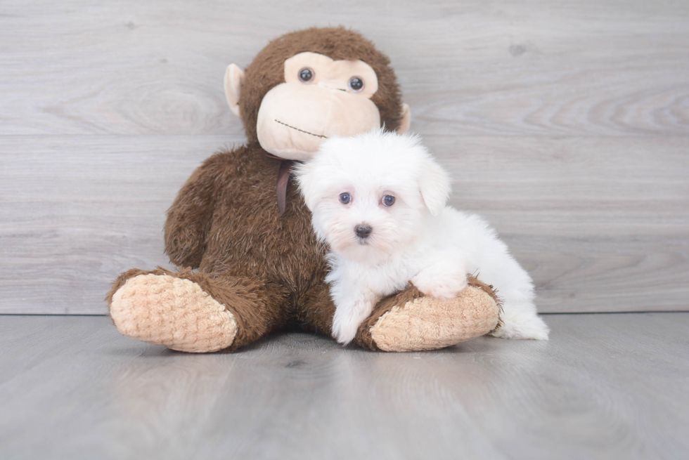 Maltese Puppy for Adoption