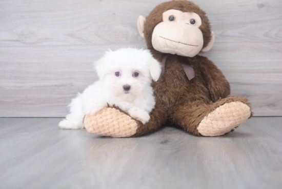 Smart Maltese Purebred Puppy