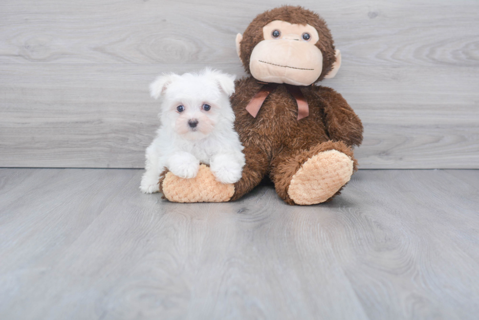 Maltese Puppy for Adoption