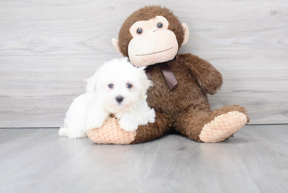 Maltese Puppy for Adoption