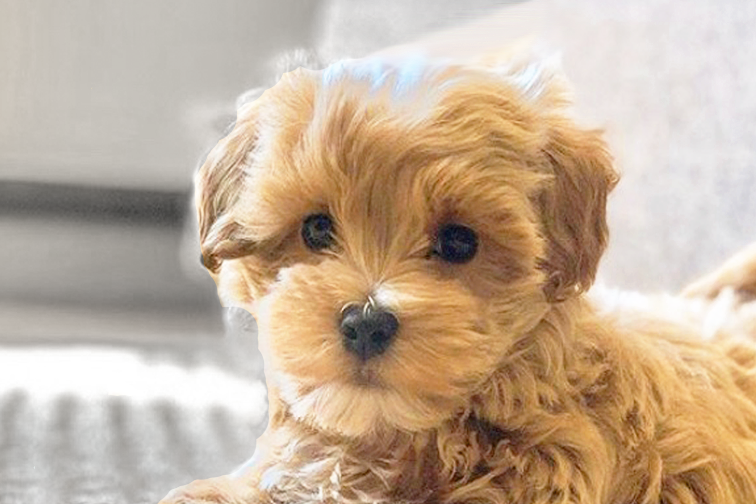 Maltipoo Puppies For Sale - Premier Pups