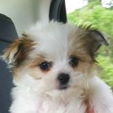 Maltipom Puppies For Sale - Premier Pups