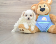 9 week old Maltipom Puppy For Sale - Premier Pups