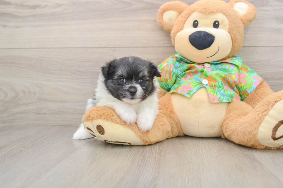 Hypoallergenic Maltese Pom Designer Puppy