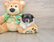 5 week old Maltipom Puppy For Sale - Premier Pups