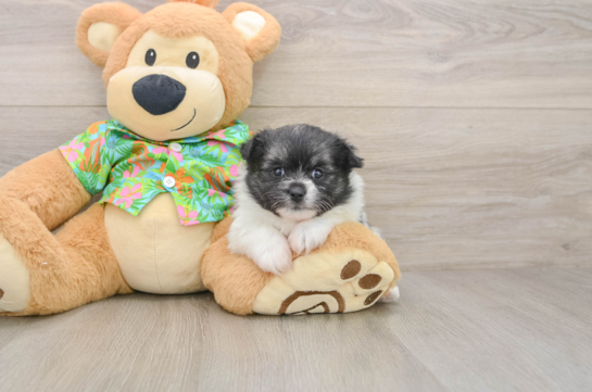 Popular Maltipom Designer Pup