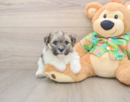 5 week old Maltipom Puppy For Sale - Premier Pups