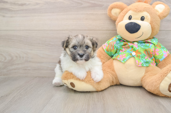 Fluffy Maltipom Designer Pup