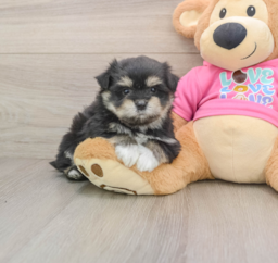 5 week old Maltipom Puppy For Sale - Premier Pups