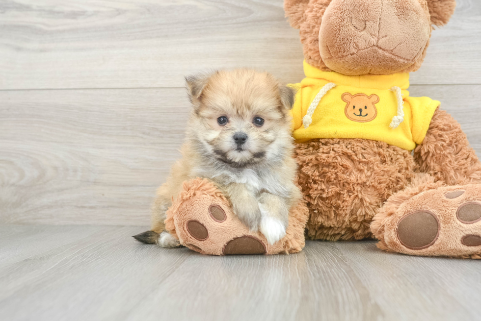 Energetic Maltipom Designer Puppy