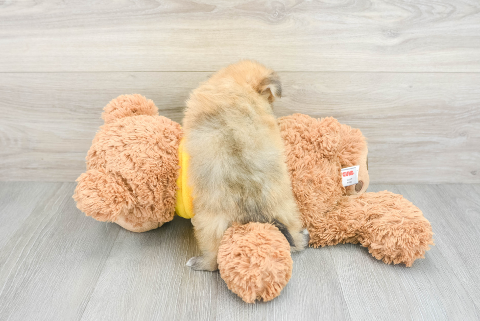 Adorable Maltipom Designer Puppy