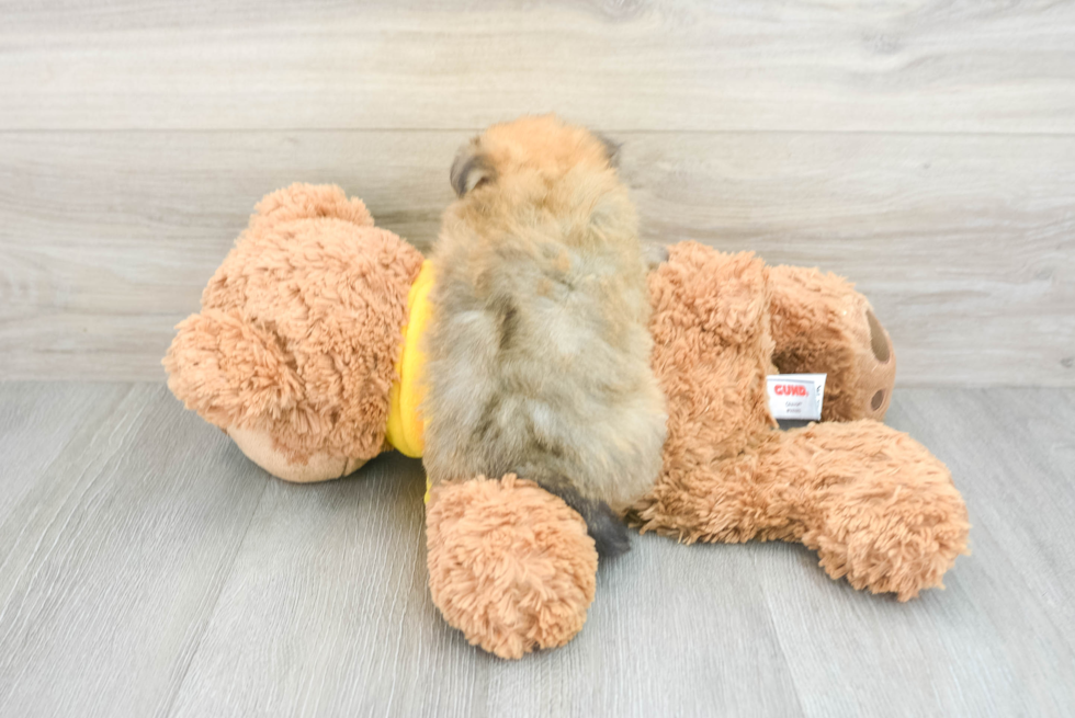 Popular Maltipom Designer Pup