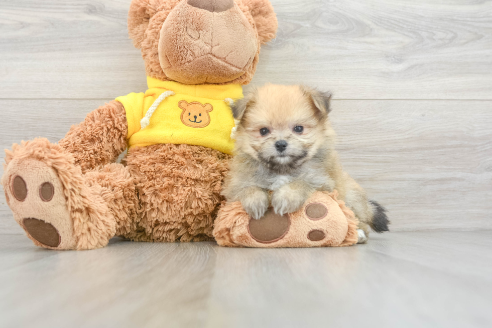 Popular Maltipom Designer Pup