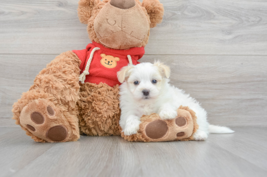 Happy Maltipom Baby