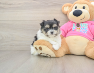 5 week old Maltipom Puppy For Sale - Premier Pups