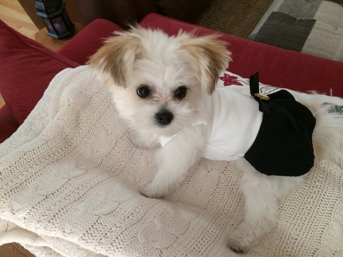 Cute Maltipom puppy wearing a black and white outfit